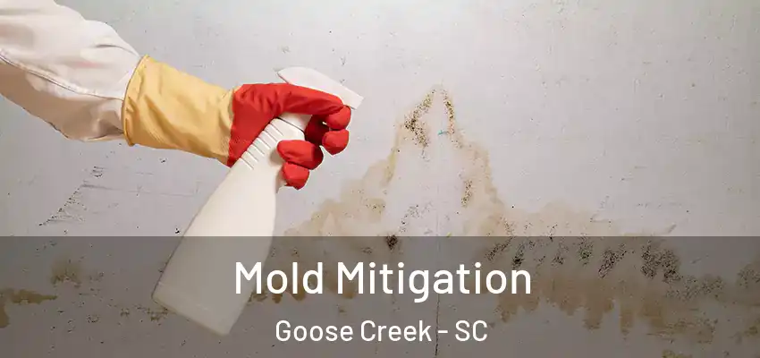  Mold Mitigation Goose Creek - SC