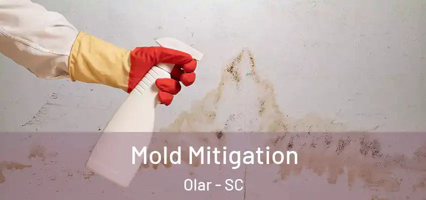  Mold Mitigation Olar - SC