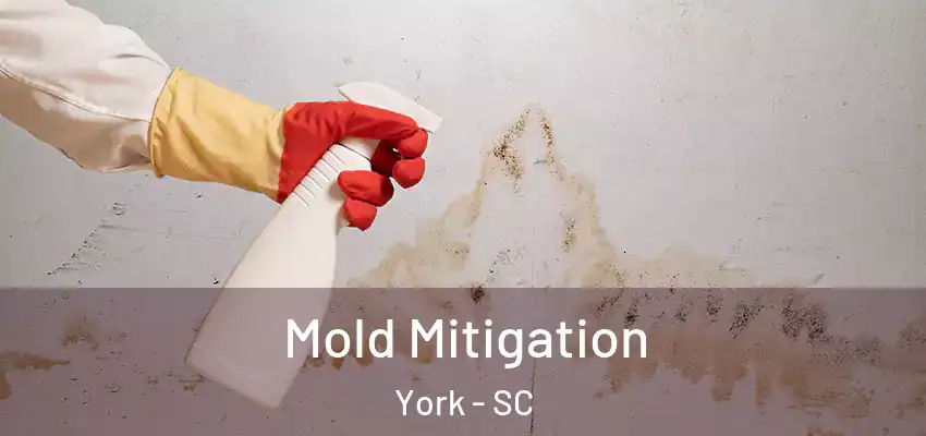 Mold Mitigation York - SC