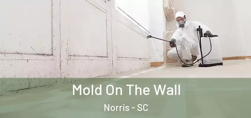  Mold On The Wall Norris - SC