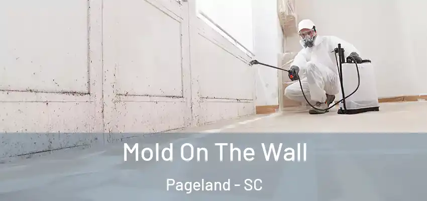Mold On The Wall Pageland - SC