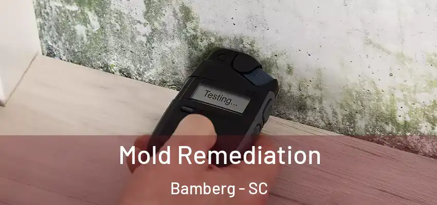 Mold Remediation Bamberg - SC
