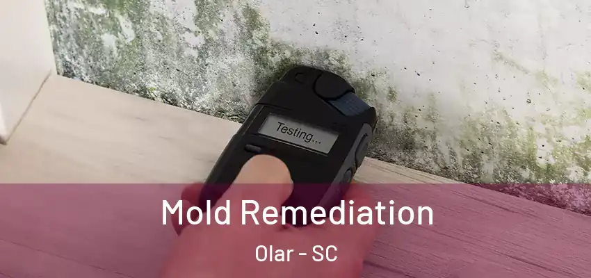  Mold Remediation Olar - SC