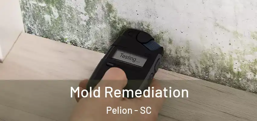  Mold Remediation Pelion - SC