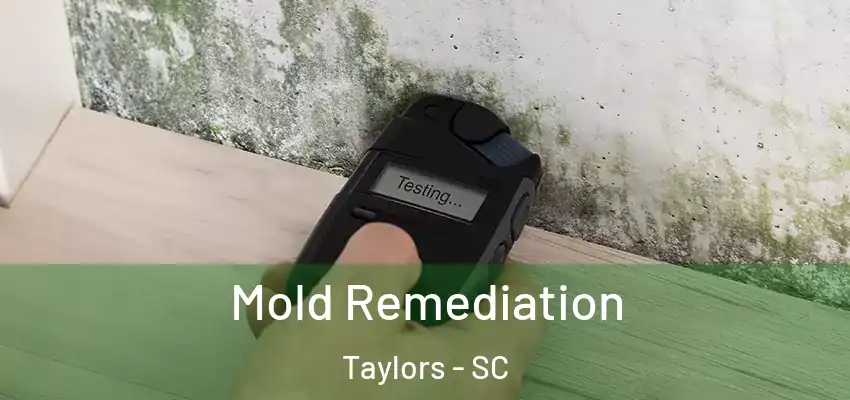  Mold Remediation Taylors - SC