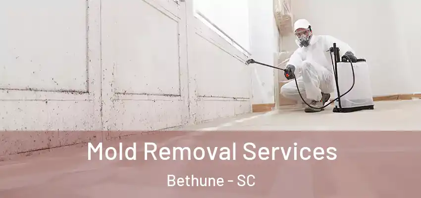 Mold Removal Services Bethune - SC
