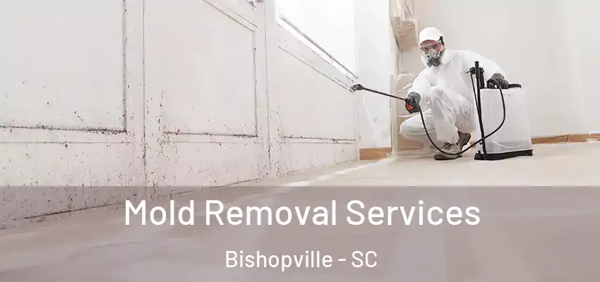  Mold Removal Services Bishopville - SC