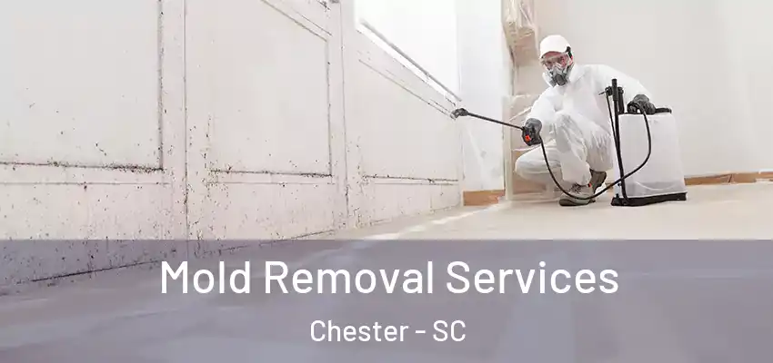 Mold Removal Services Chester - SC