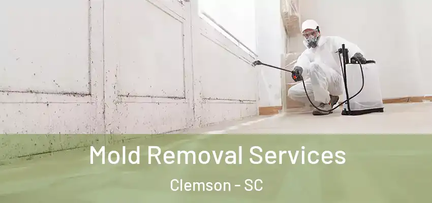  Mold Removal Services Clemson - SC