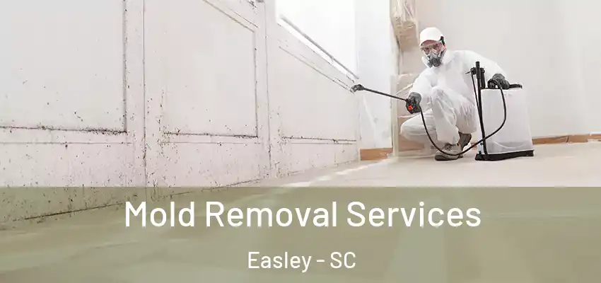 Mold Removal Services Easley - SC