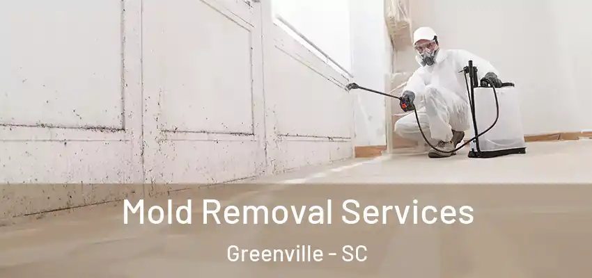  Mold Removal Services Greenville - SC