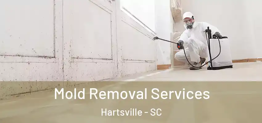 Mold Removal Services Hartsville - SC