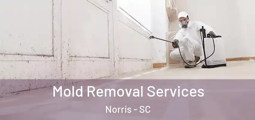 Mold Removal Services Norris - SC
