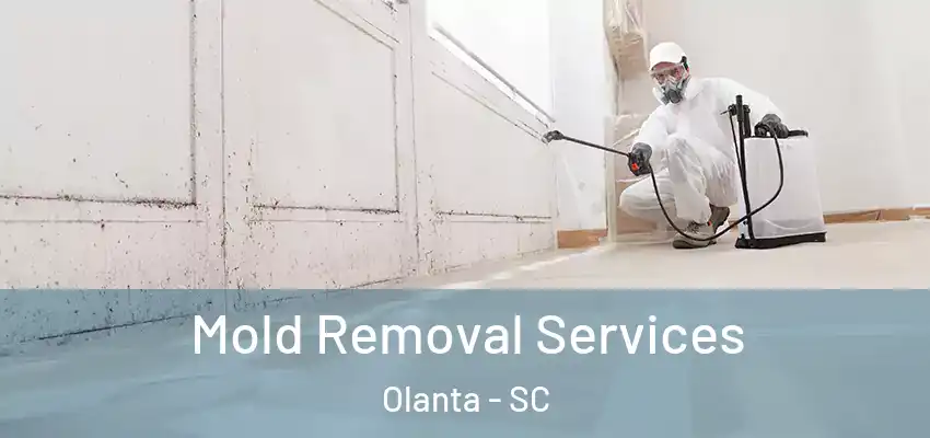 Mold Removal Services Olanta - SC