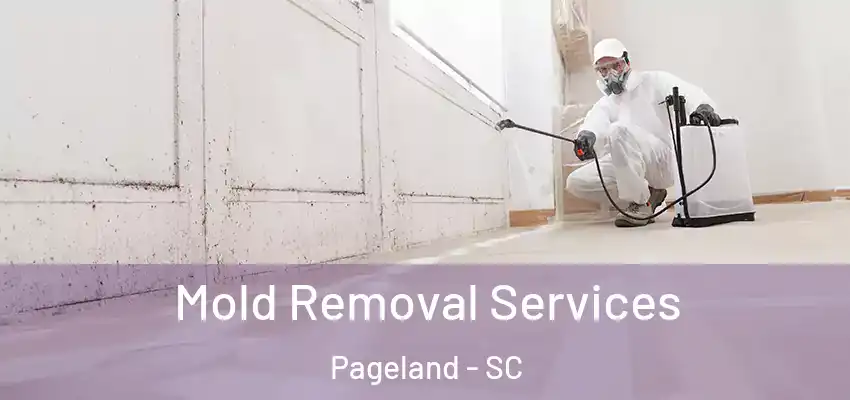  Mold Removal Services Pageland - SC