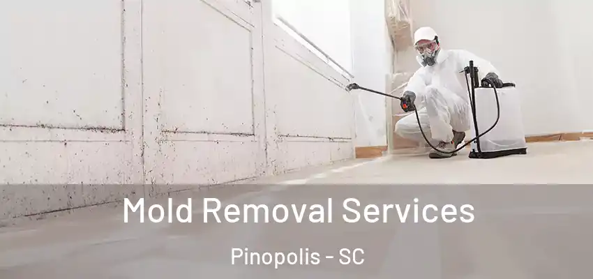 Mold Removal Services Pinopolis - SC