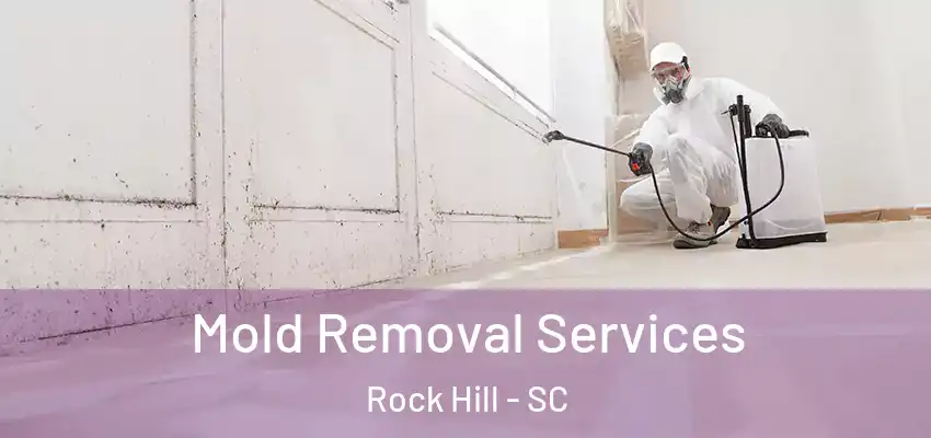  Mold Removal Services Rock Hill - SC