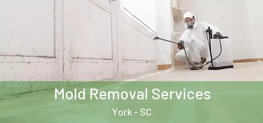  Mold Removal Services York - SC