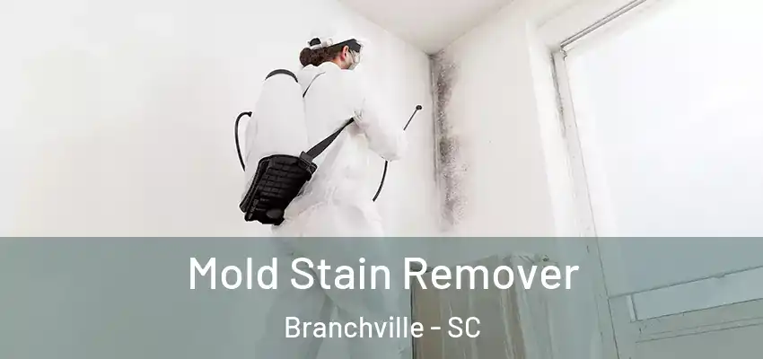  Mold Stain Remover Branchville - SC