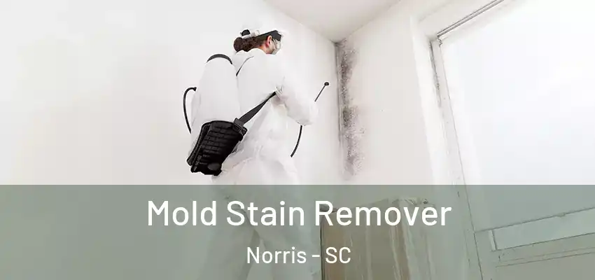  Mold Stain Remover Norris - SC
