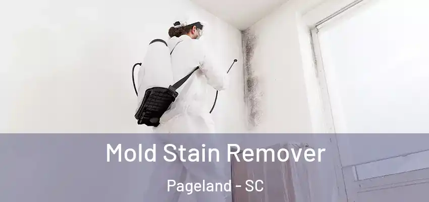 Mold Stain Remover Pageland - SC